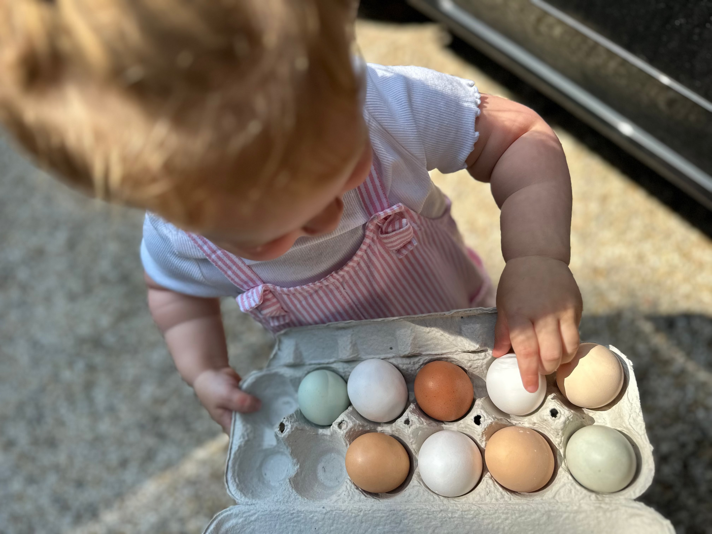 Summer Camp at Spring Close Farm Tuesday & Thursday!