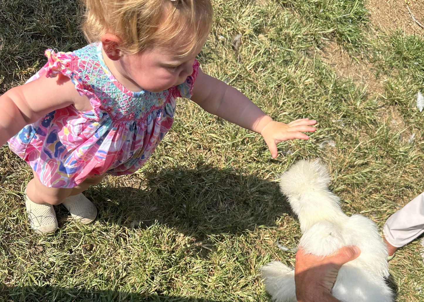 Summer Camp at Spring Close Farm Tuesday & Thursday!