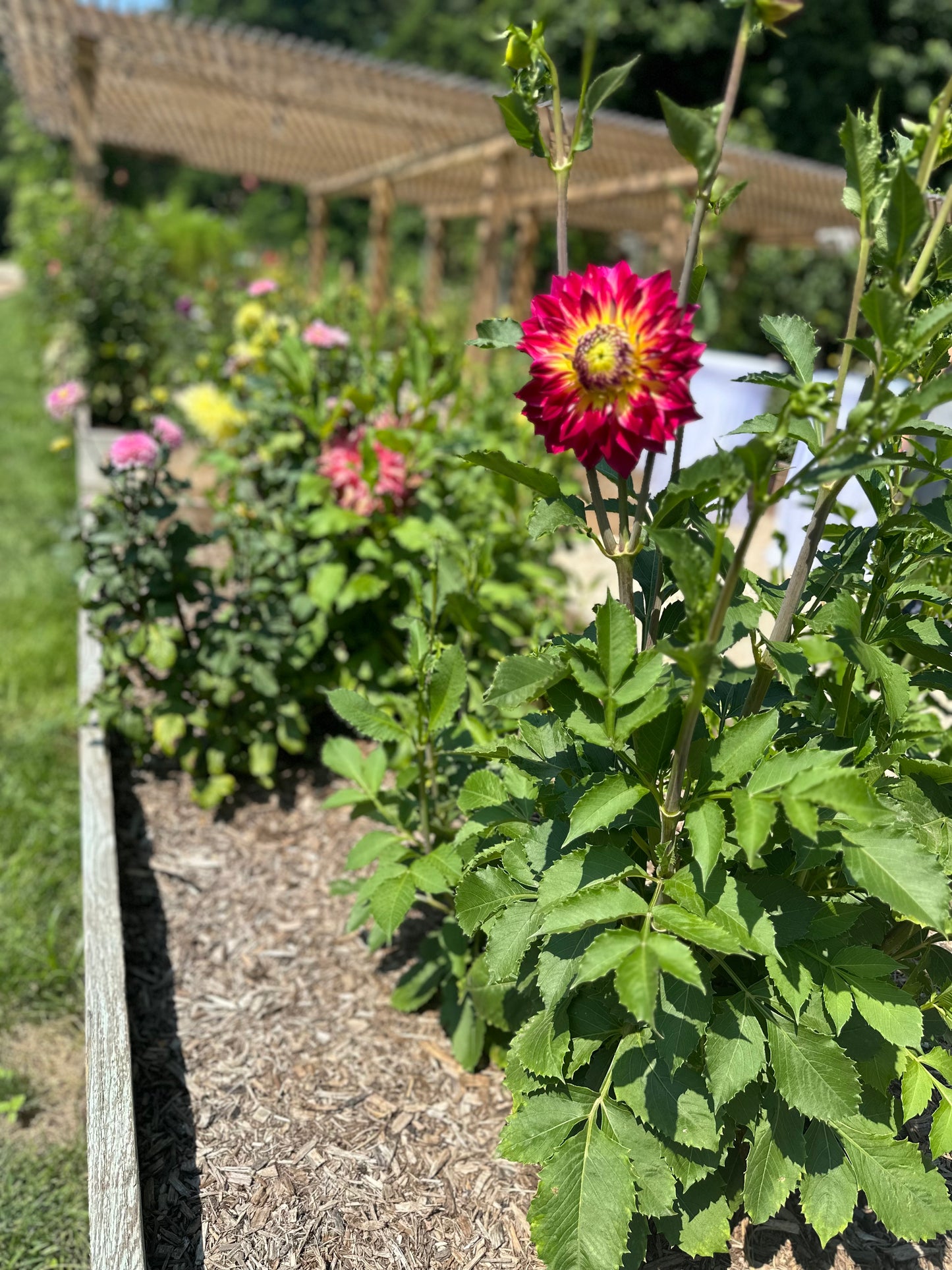 Summer Camp at Spring Close Farm Tuesday & Thursday!