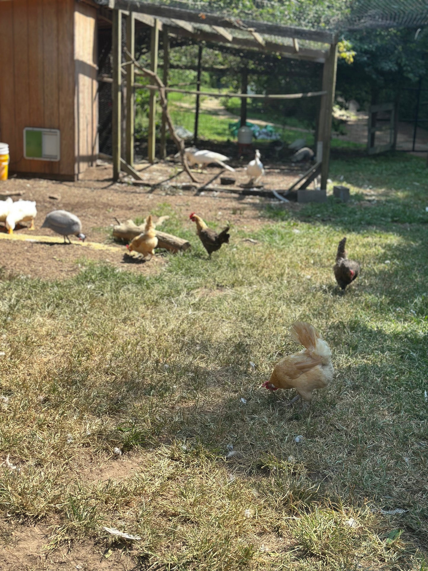 Summer Camp at Spring Close Farm Tuesday & Thursday!